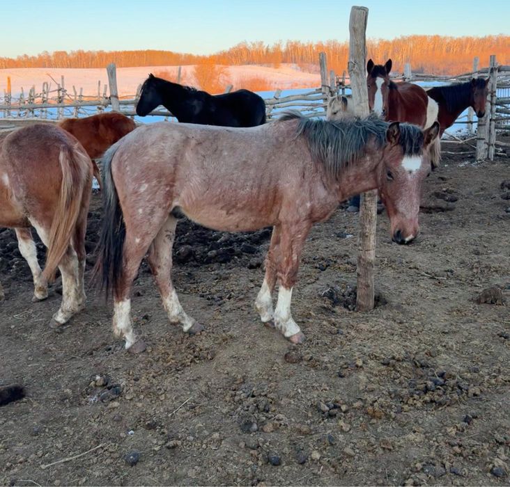 Тай, жабагы, сатылады.