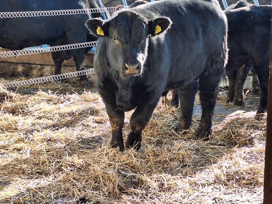 Tauri Aberdeen Angus (reproductie)