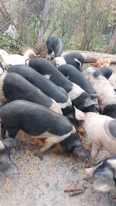 Pt gospodărie cine dorește