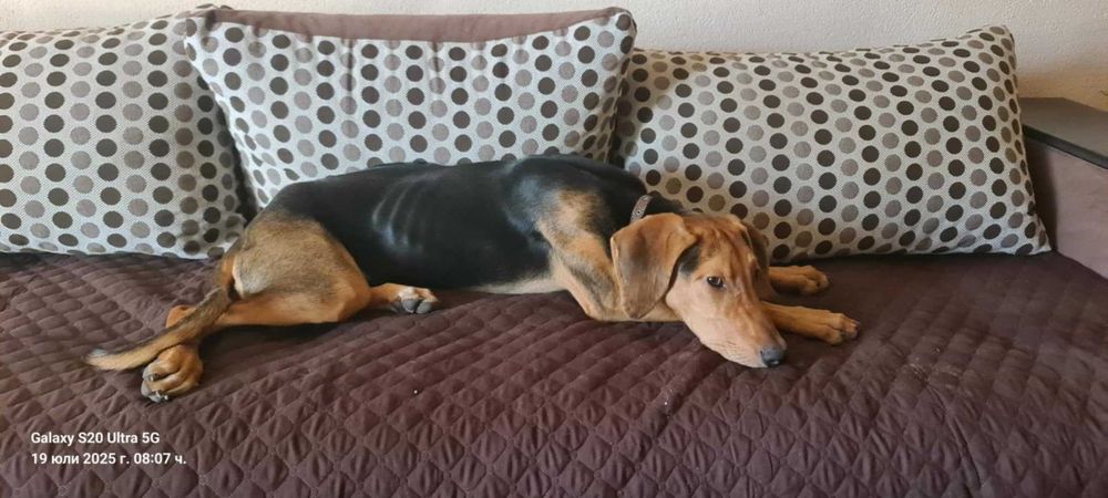 Подарявам женско куче Гонче