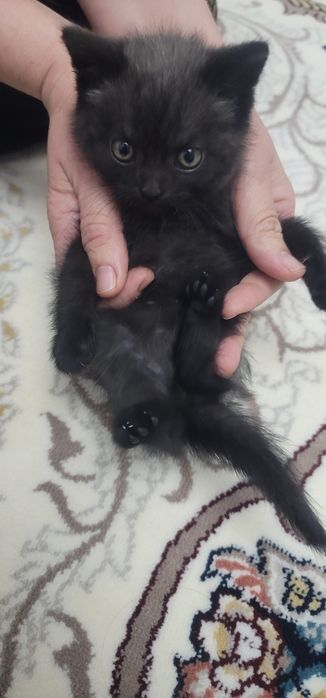 Scottish strayt sotiladi.