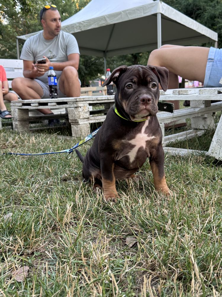 American Bully Poket