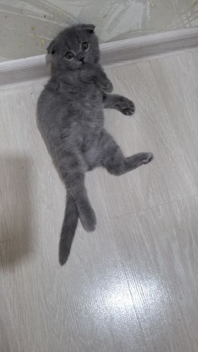 Продам 2-х месячного  котёнка с очень хорошим аппетитом