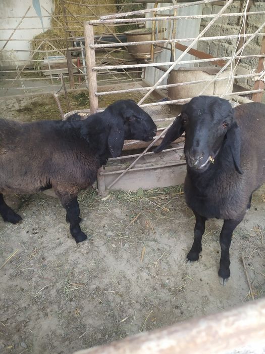 кучкор барралар  сотилади