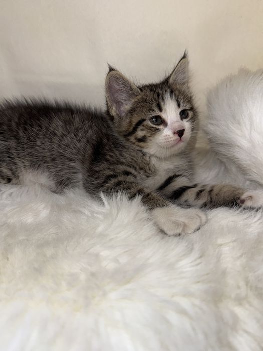 продается кот 1 месячный