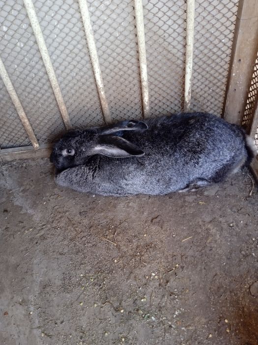 Продам крольчиха самка