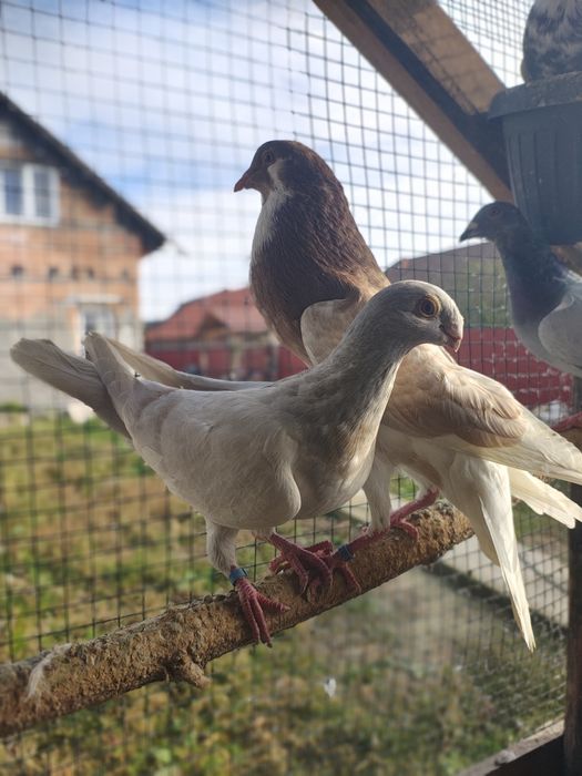 Porumbei porumbei