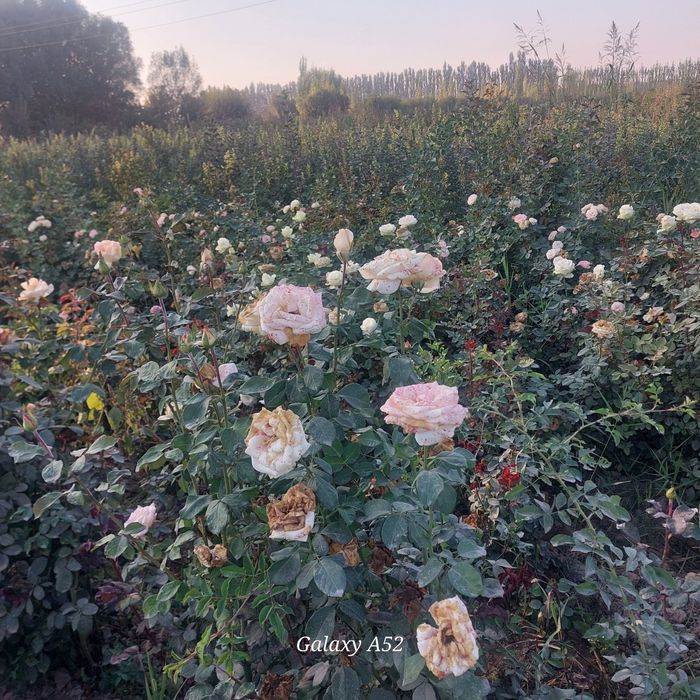 Yashil makon loyihasi uchun turli xil mevali manzarali daraxtlar bor