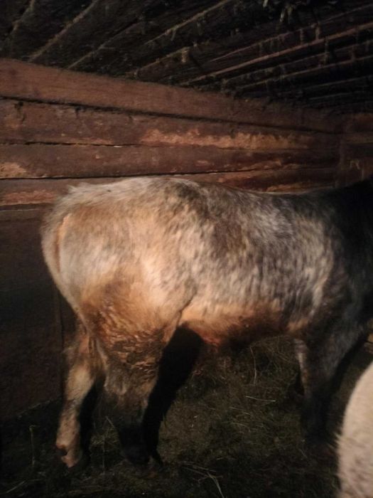 VIȚEL de Vânzare