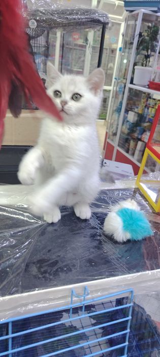 Серебристая шиншилла