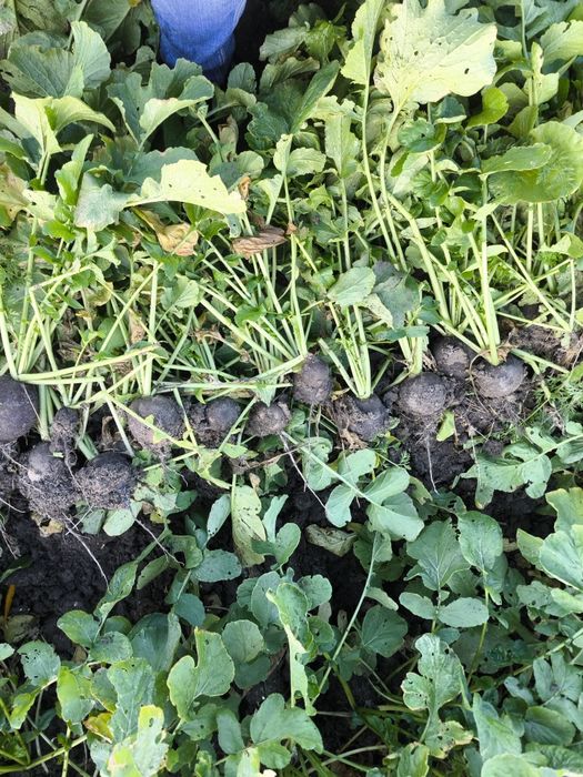 Ridiche neagra cantități mari