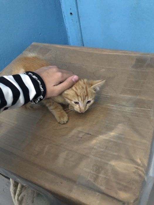 Отдам в хорошие руки