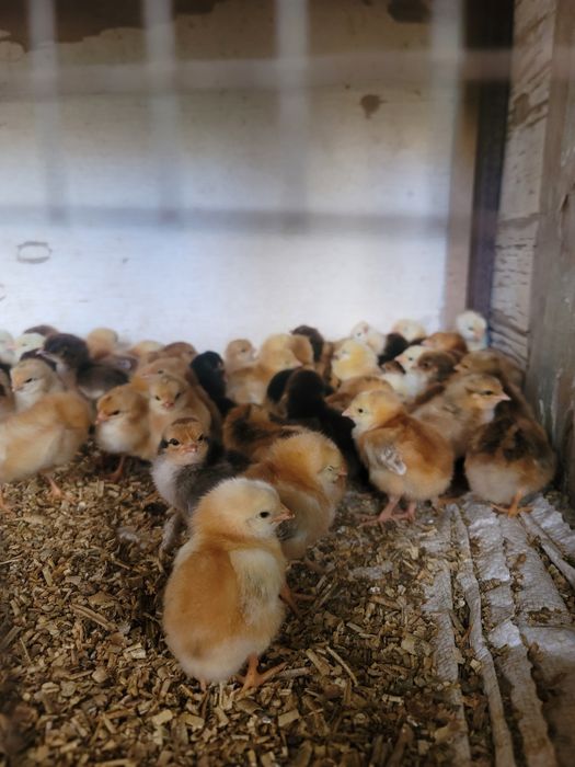 Xan xyap jujalari. Sotiladi soglam vaksinasi. Kilingan