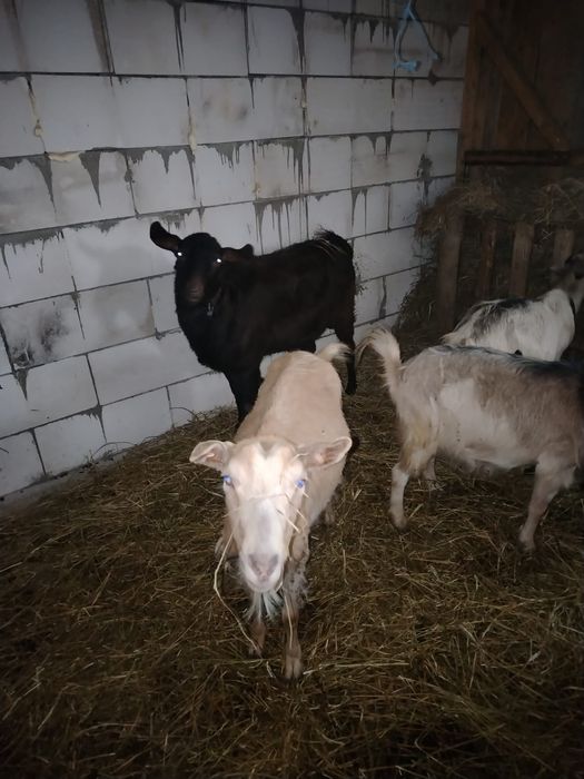 Vînd capere și un țap