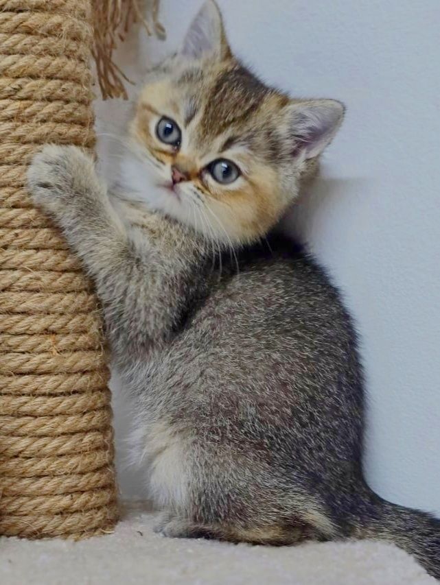 Британские котята