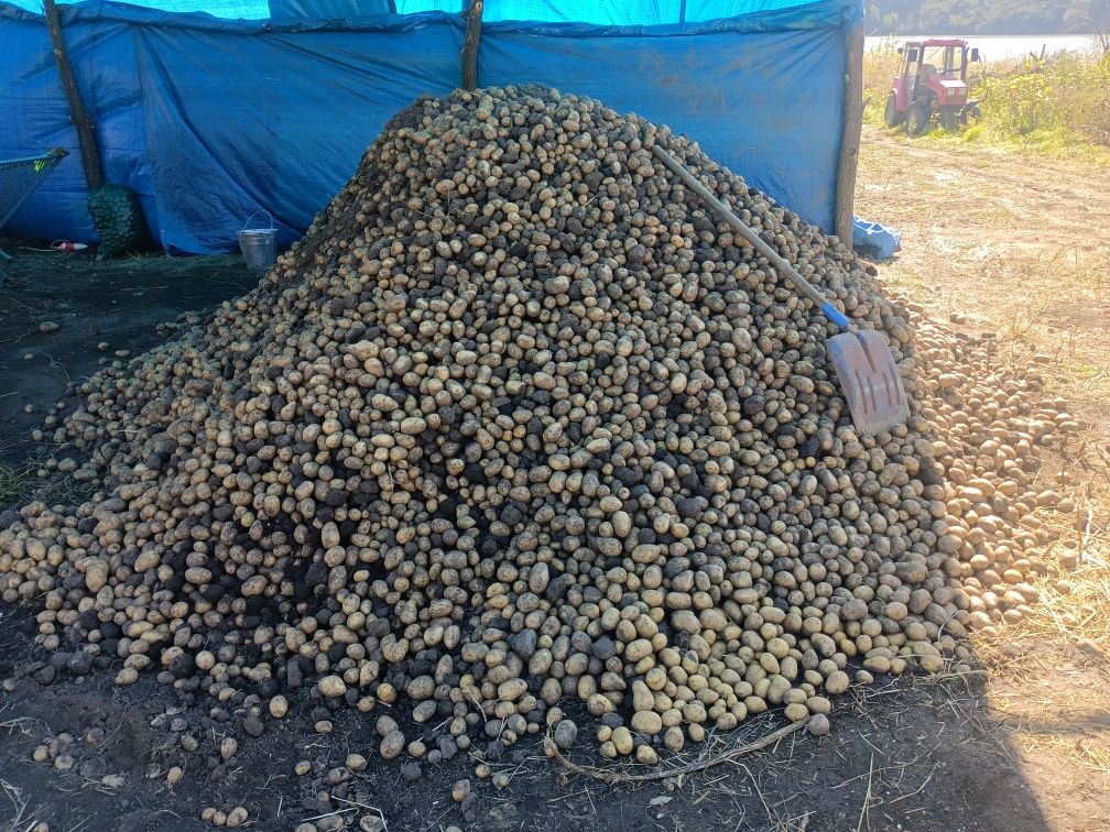 Картофель сорт Гала.