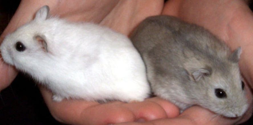 Hamsteri 2albi și unu gri
