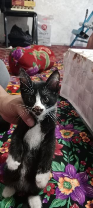 Милый котенок по кличке черныш. Одам в добрые руки