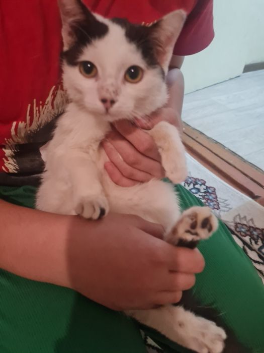 Mushuk o‘z egasini kutmoqda