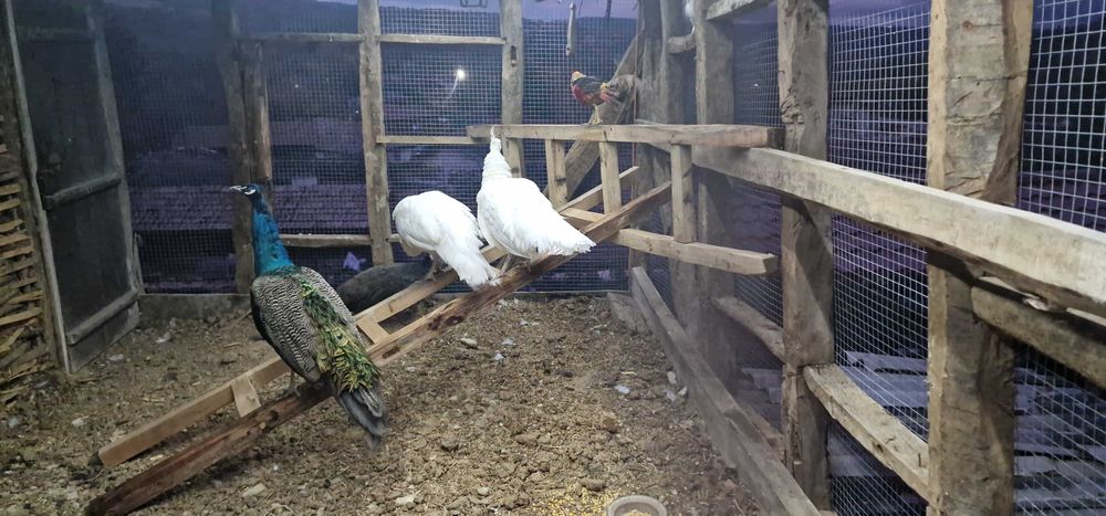 Пауни два чифта 3годишни