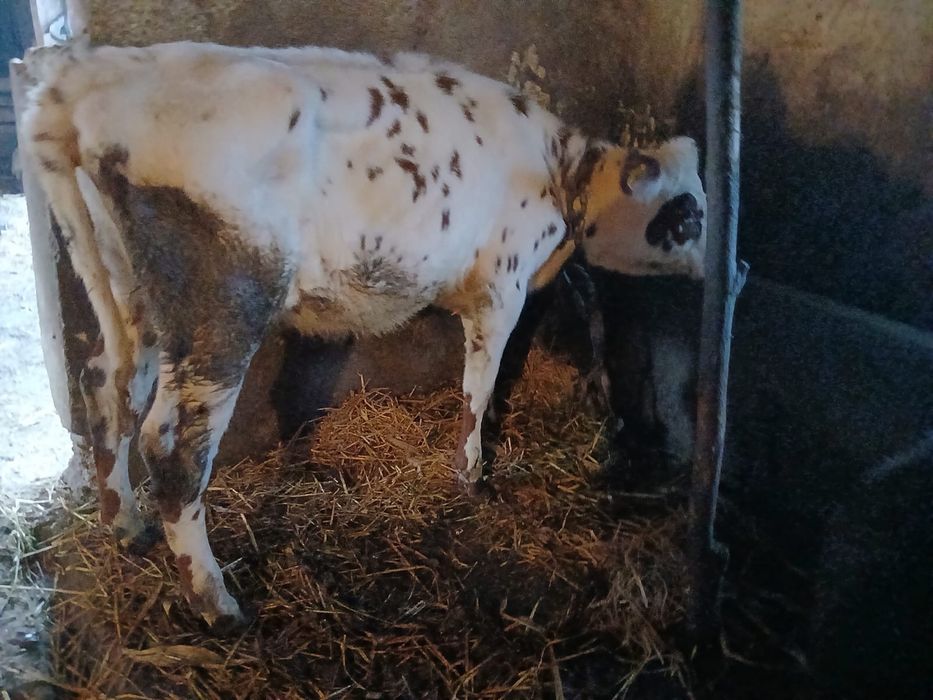 Vand jurinca de 9 luni