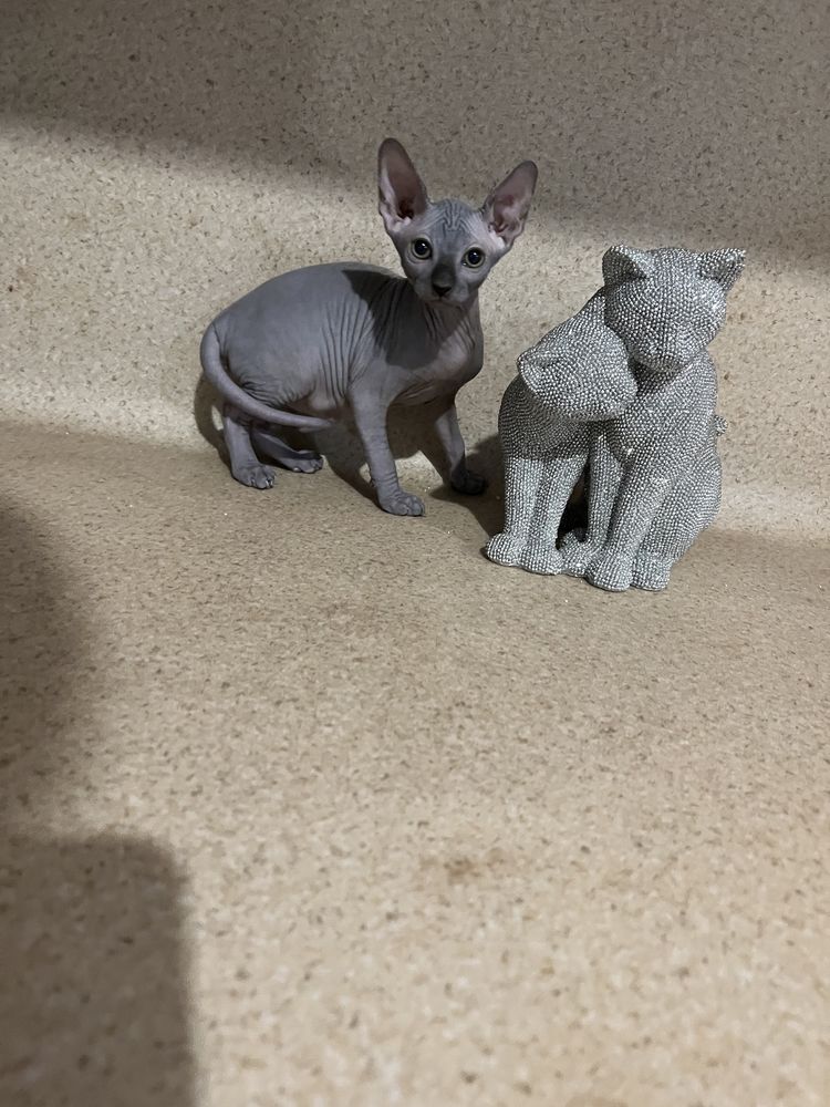 Sphynx cu pedigree