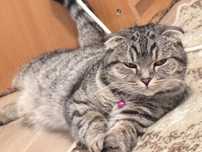 Кошка шот веселуха