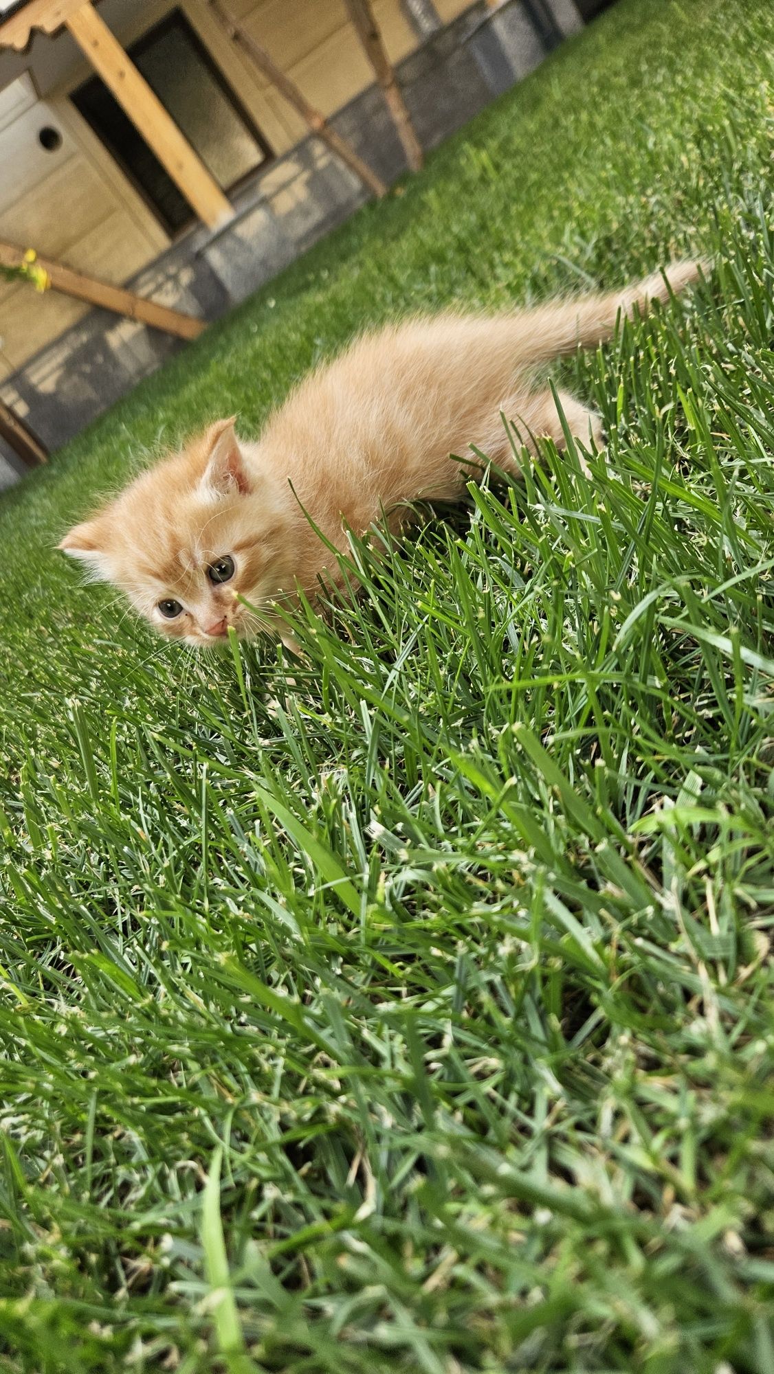 Мушуклар сотилади/Mushuk sotiladi/Cats/Кошки продаются,Коты продаются