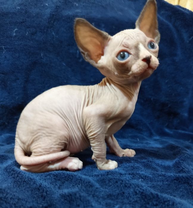 Сфинкс канадский мальчик