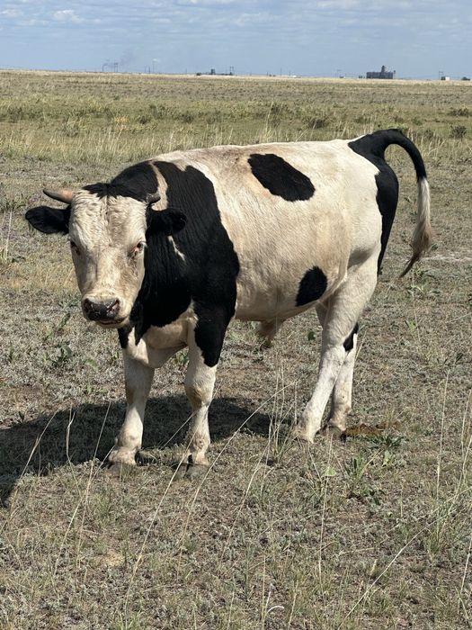 Продам бычка 1.5 . Еще один бычок 4/5 месяцев подсосный 400.000