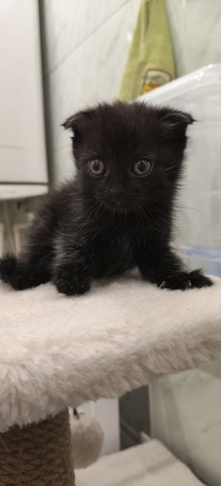 Отдам , котят в добрые руки