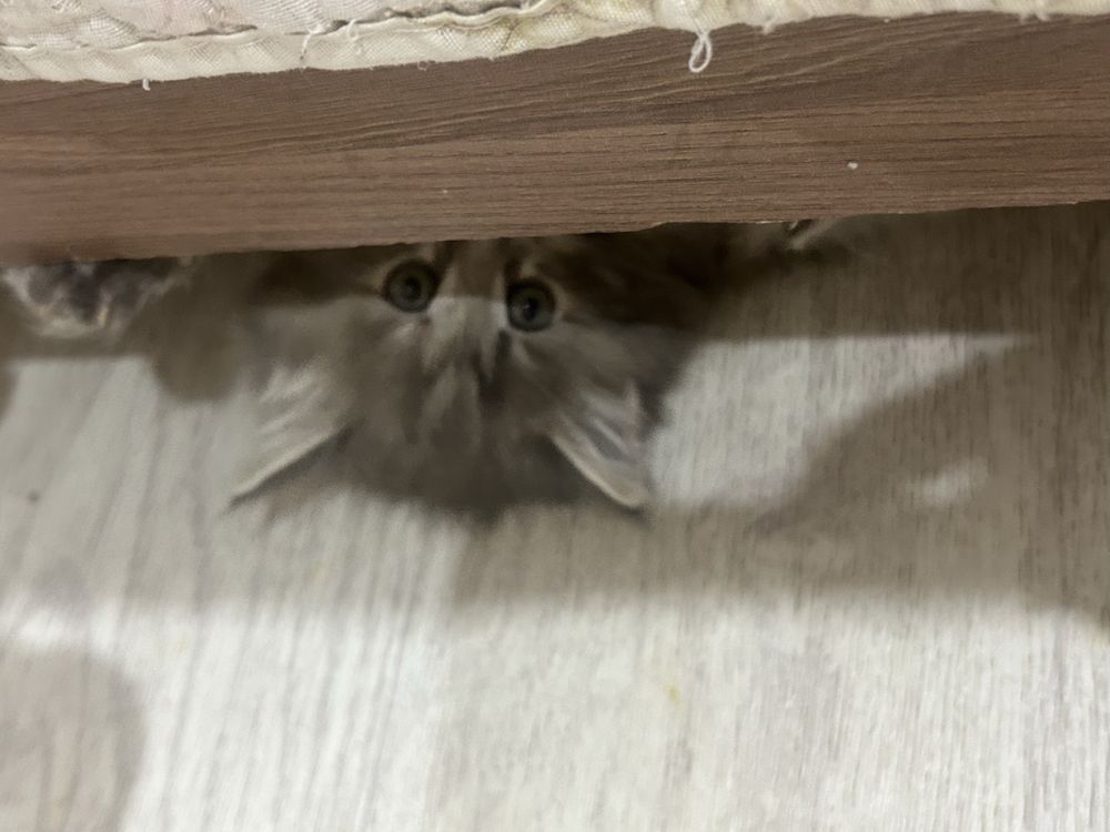 Отдаем котят в хорошие руки девочки