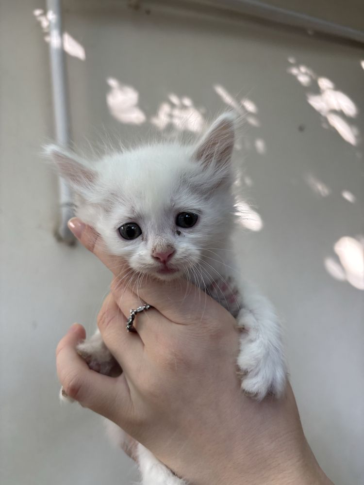 Котята турецкая ангора