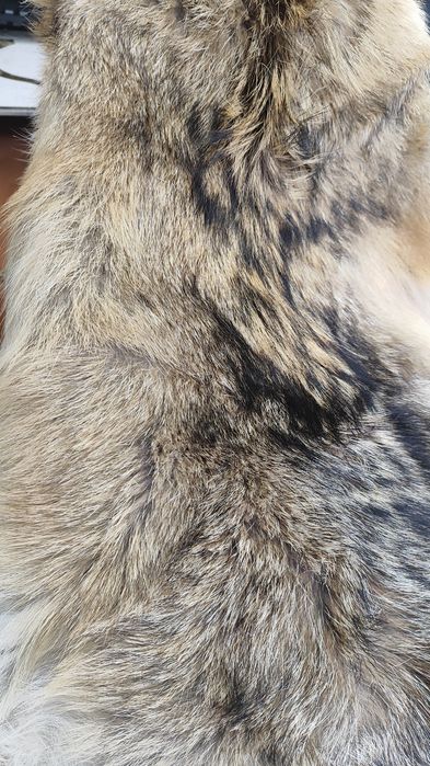 Кожа от чакал, два броя с приблизителен размер 80/40