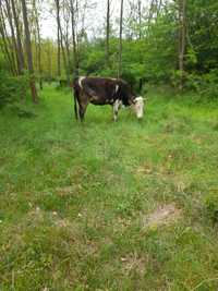 Vind vaca baltata romineasca