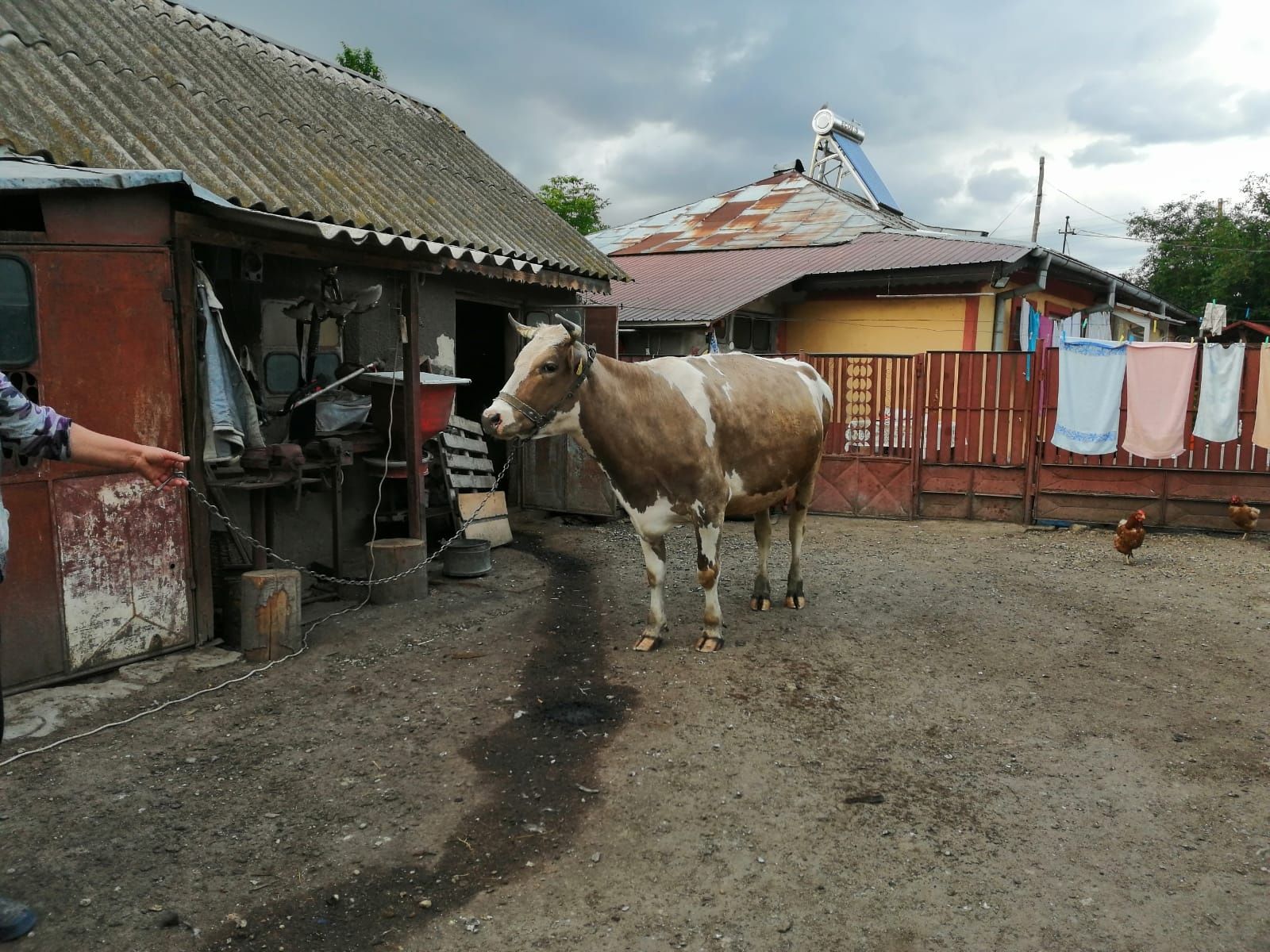 Vaca de vânzare Baltata Romaneasca