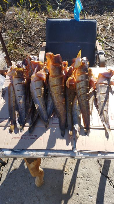 Продам сом свежего копчения