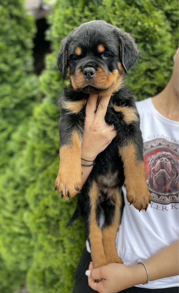 Mascul Rottweiler cu pedigree