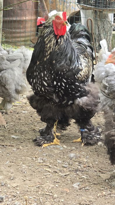 Pasari de rasa tineret și adulte