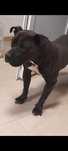 Donez catea , amstaff , foarte blanda