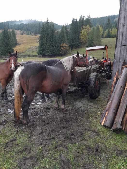 Vand iapa ciocolatie schimb cu vaci