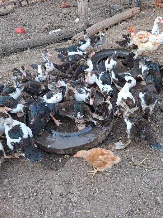 Boboci rața leșească(Cairina moschata.)