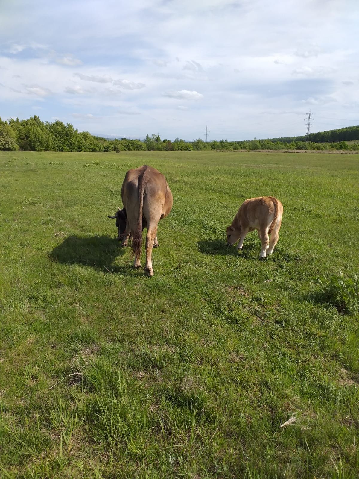 Vaca românească bruna