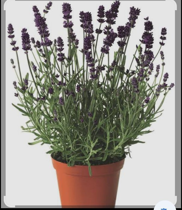 Акция на рулонный газон  до 15 октября.