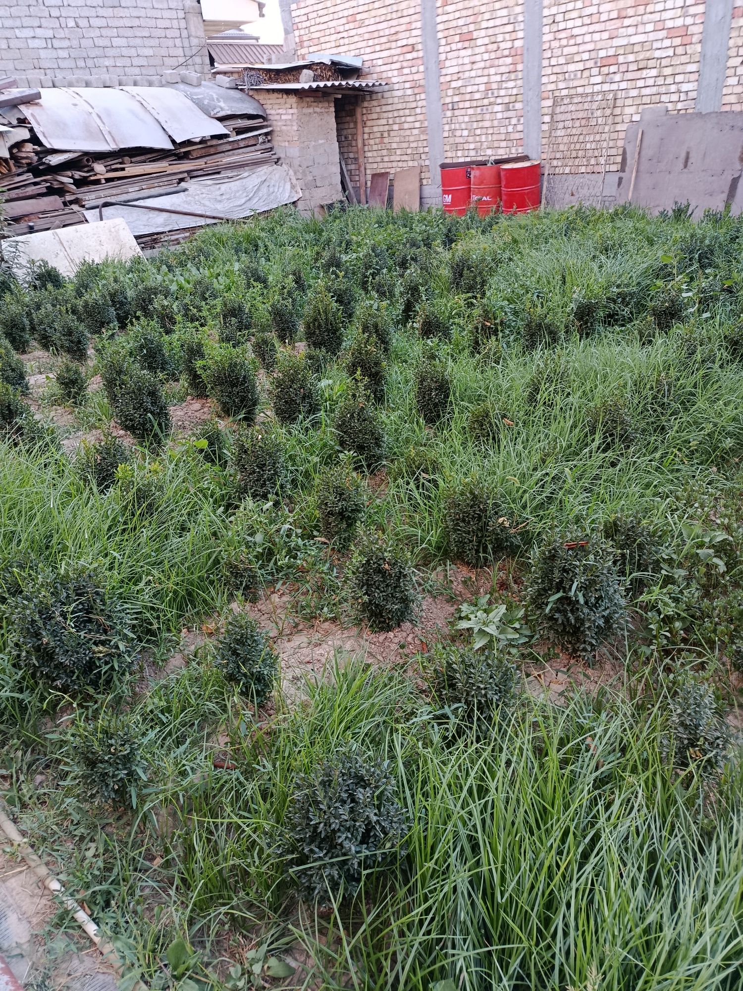 Шамшод кучатлари бор