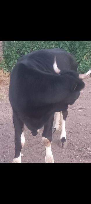 Продавам бременна свиня и юница