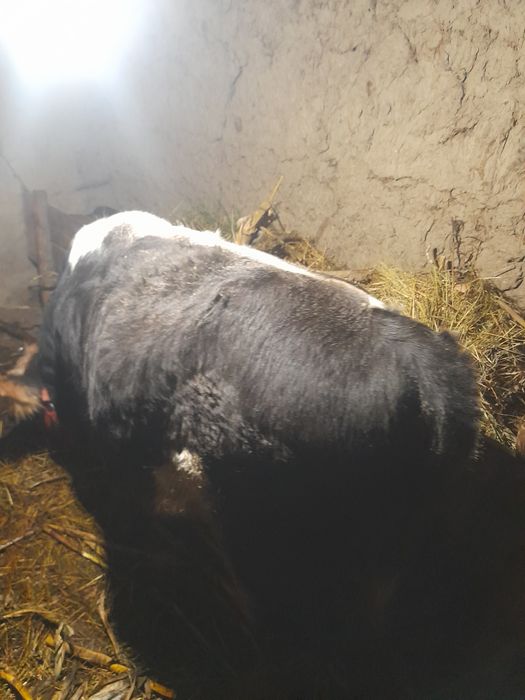 Vând vițel detalii în privat