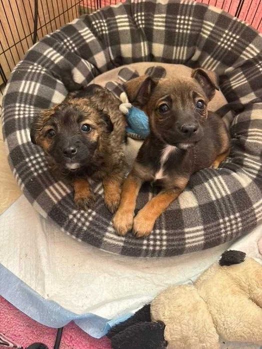 Дребни кученца пазачи