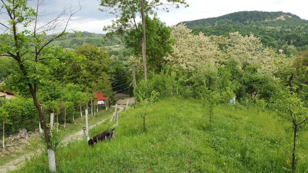 Teren Provita de Sus, Breaza
