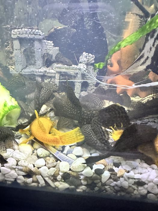 Продавам анцитруси